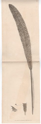 The Silver Sea-Pen